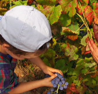 2014 outubro altura vindimar