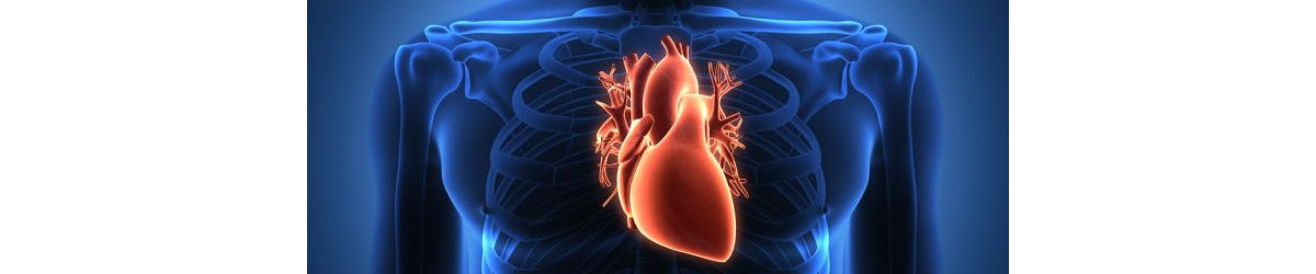 Coração humano