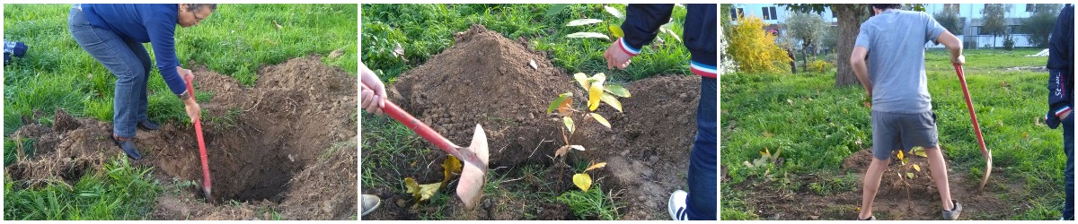 Plantação de um castanheiro