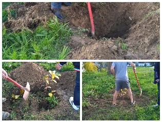 Plantação de um castanheiro