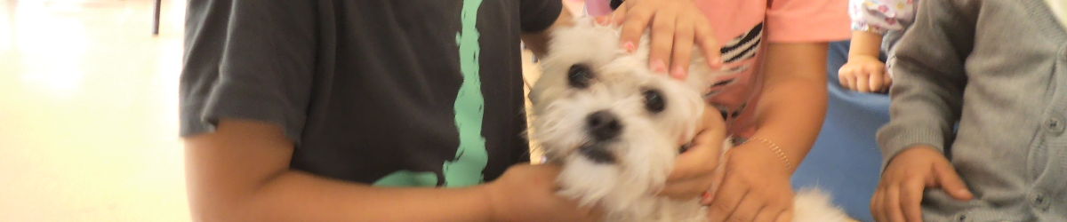 Um pequeno cão recebe carinhos dos alunos.