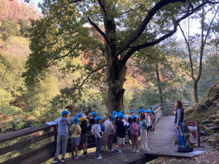 Projeto BioArte e concurso “Ilustra a tua Escola”: à descoberta do Carvalho-Alvarinho e do Pulmão do Carvalho